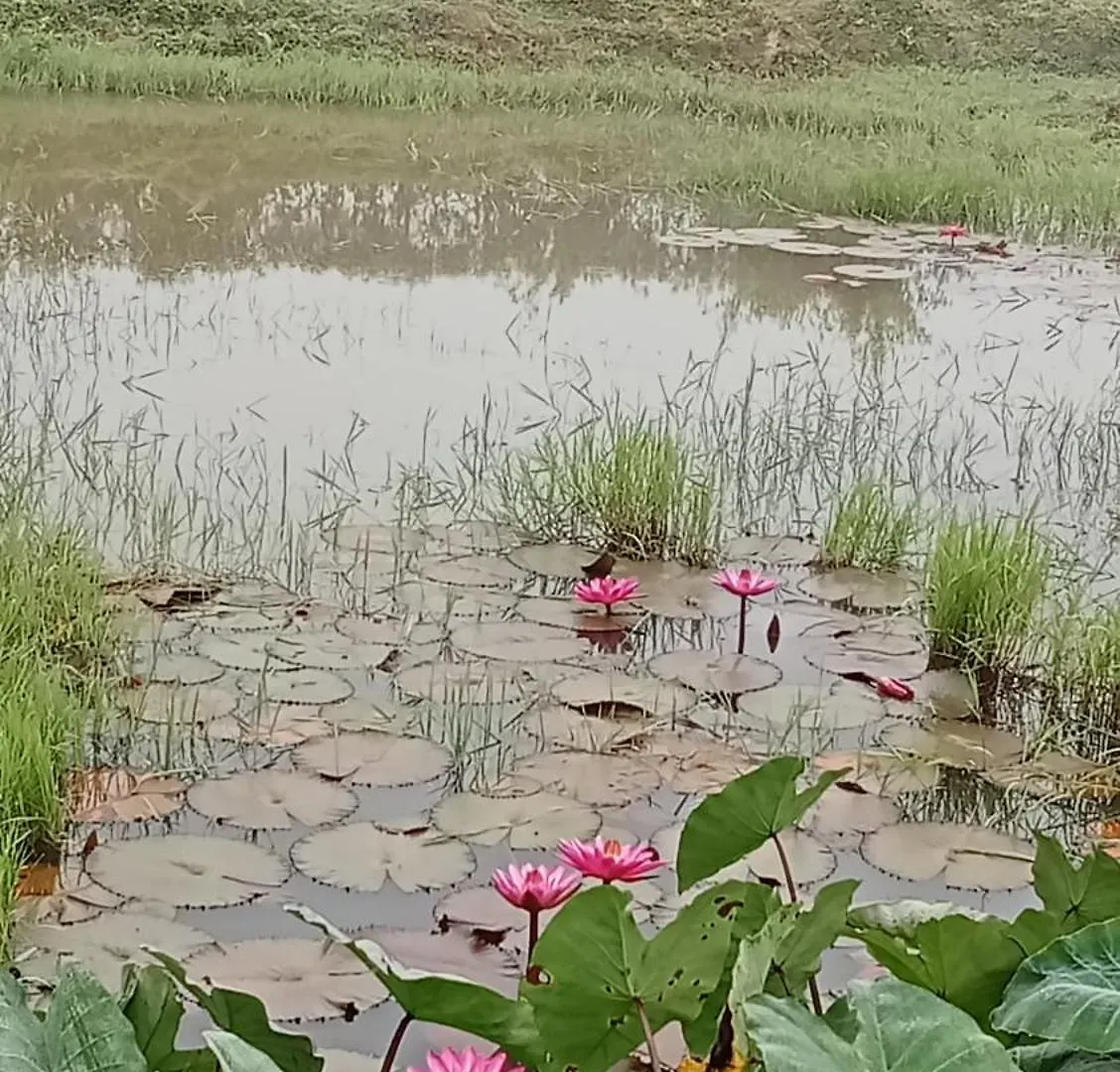Diamond Villas Wayanad Entire Villa Booking Mananthavady