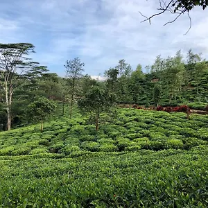 Parisons Plantation Experiences By Abad Mananthavady